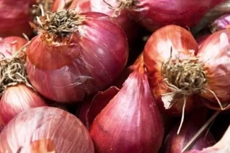 Yuk Mengenal Berbagai Varietas Bawang Merah Yang Paling Populer Di